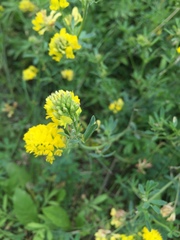 Medicago falcata