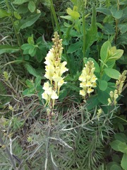 Linaria vulgaris