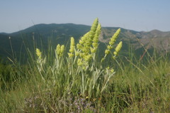 Sideritis catillaris