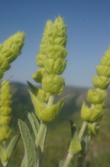 Sideritis catillaris