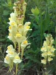 Linaria vulgaris