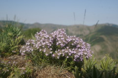 Thymus dzevanovskyi