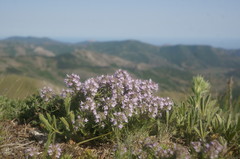 Thymus dzevanovskyi