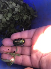 Protaetia cuprea
