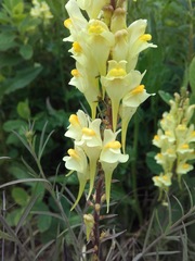 Linaria vulgaris