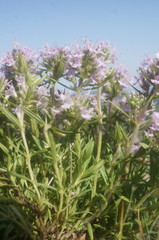 Thymus dzevanovskyi