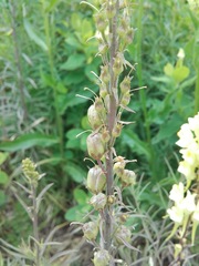 Linaria vulgaris