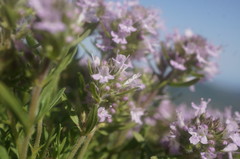 Thymus dzevanovskyi