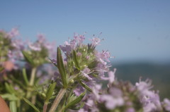 Thymus dzevanovskyi