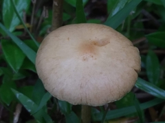 Marasmius