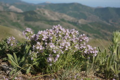 Thymus dzevanovskyi