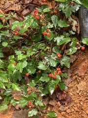 Rubus crataegifolius