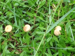 Marasmius