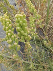 Reseda lutea