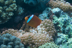 Amphiprion barberi