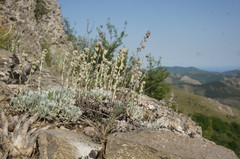 Artemisia alpina