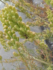 Reseda lutea