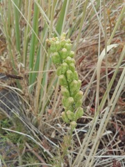 Reseda lutea