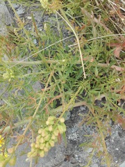 Reseda lutea