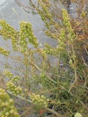 Reseda lutea
