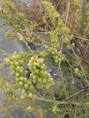Reseda lutea