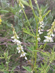 Melilotus albus