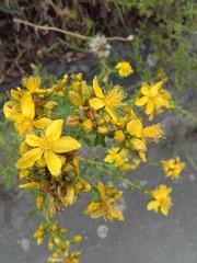 Hypericum perforatum