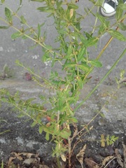 Hypericum perforatum