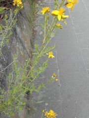 Hypericum perforatum