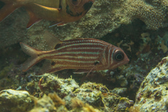 Sargocentron cornutum