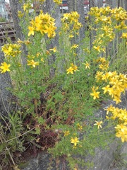 Hypericum perforatum