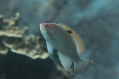 Pseudanthias hypselosoma