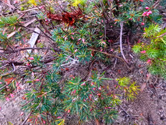 Brachyloma ericoides