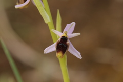 Ophrys lunulata