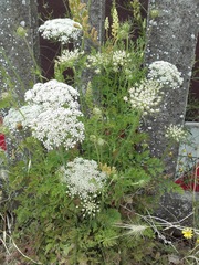 Daucus carota