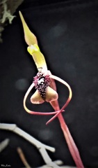 Chiloglottis reflexa