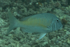 Lethrinus atkinsoni