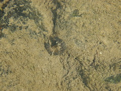 Pteronarcys reticulata