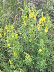 Melilotus officinalis