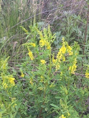 Melilotus officinalis