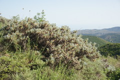 Astragalus arnacantha
