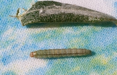 Gelechia hippophaella