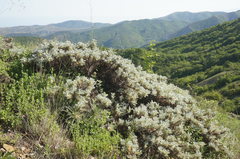 Astragalus arnacantha
