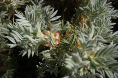 Astragalus arnacantha