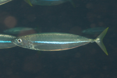 Decapterus macarellus