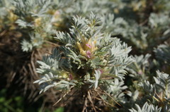 Astragalus arnacantha