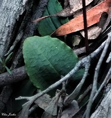 Chiloglottis reflexa