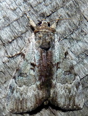 Catocala andromedae