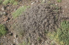 Astragalus arnacantha