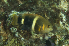 Chrysiptera leucopoma